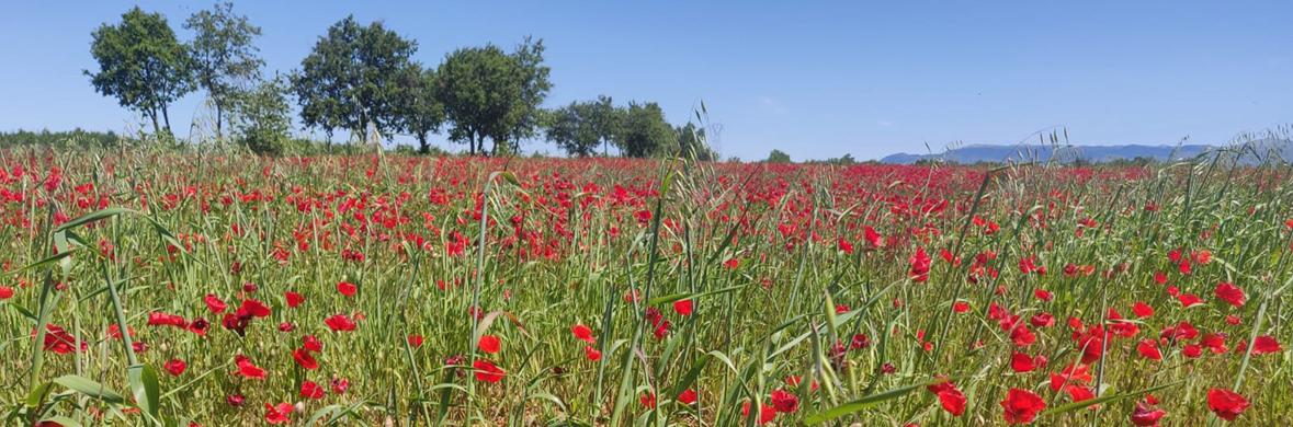 Midi Estate - real estate in Roquebrun - South of France - Occitanie - Herault